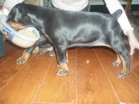 щенок Бони 1 месяц